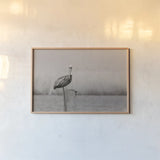 Pelican Stories by Nathan Larson. shown as a paper print in a natural frame. Available as a archival giclee rolled canvas, fine art paper, or poster print. SKU 98723i.