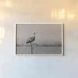 Pelican Stories by Nathan Larson. shown as a paper print in a white frame. Available as a archival giclee rolled canvas, fine art paper, or poster print. SKU 98723i.