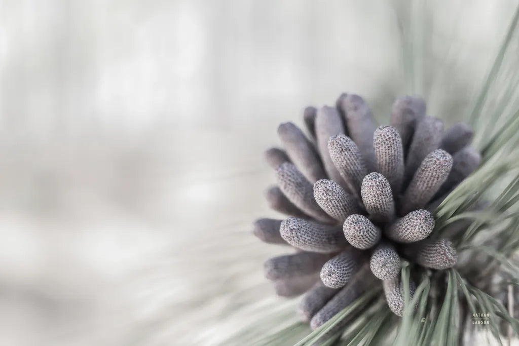 Pine Cone Begins by Nathan Larson. SKU 97890i. Archival Giclee Fine art print for wall decor.