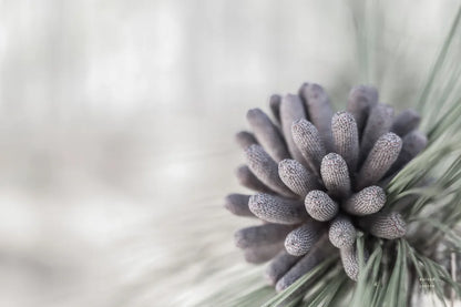 Pine Cone Begins by Nathan Larson. SKU 97890i. Archival Giclee Fine art print for wall decor.