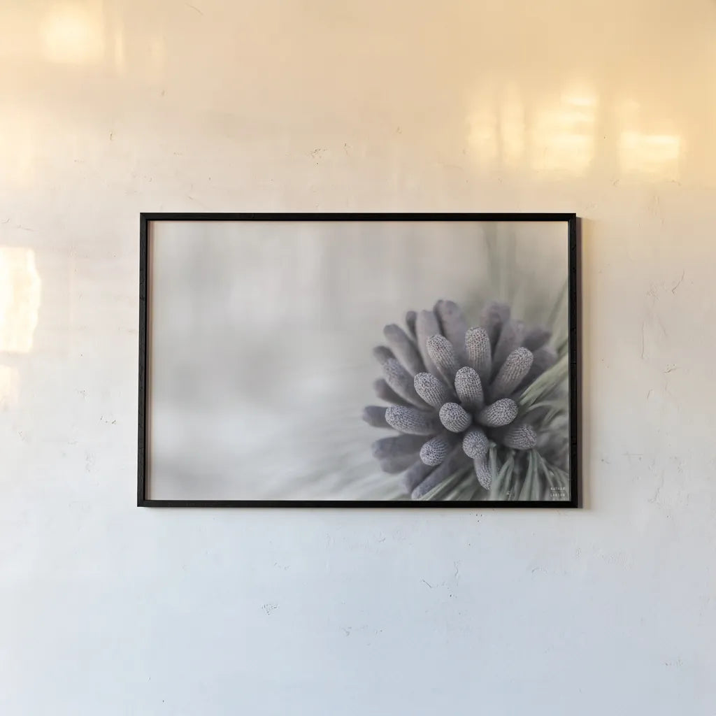 Pine Cone Begins by Nathan Larson. shown as a paper print in a black flame. Available as a archival giclee rolled canvas, fine art paper, or poster print. SKU 97890i.