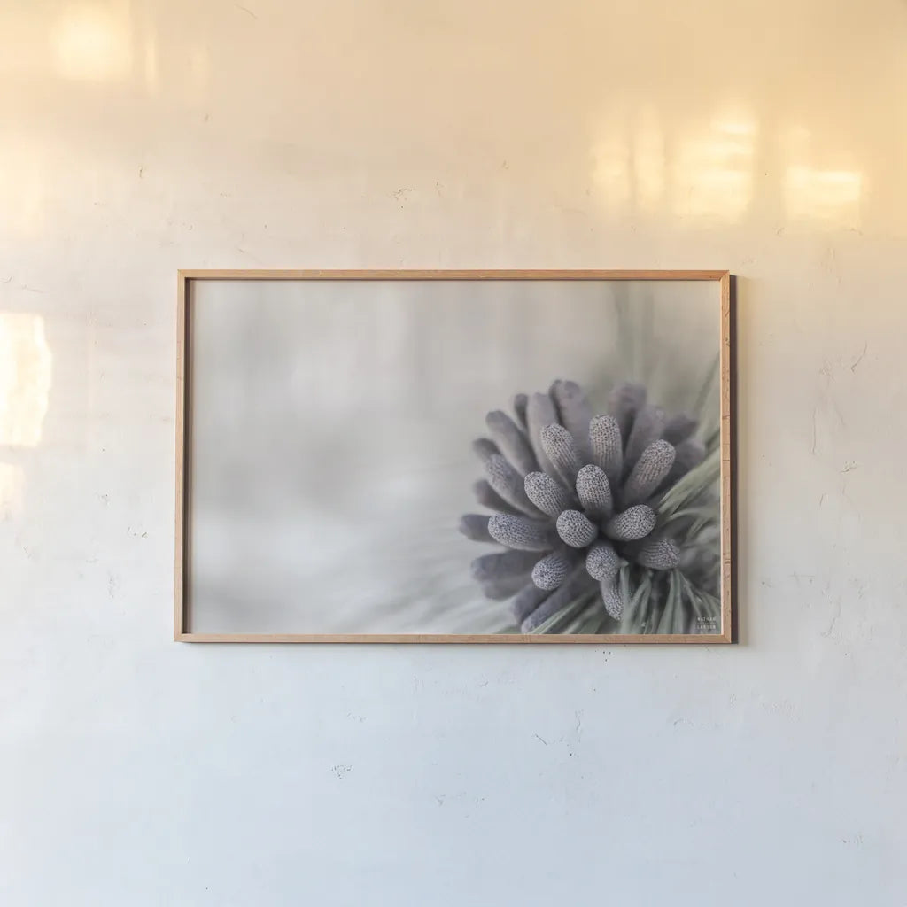 Pine Cone Begins by Nathan Larson. shown as a paper print in a natural frame. Available as a archival giclee rolled canvas, fine art paper, or poster print. SKU 97890i.
