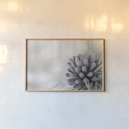 Pine Cone Begins by Nathan Larson. shown as a paper print in a natural frame. Available as a archival giclee rolled canvas, fine art paper, or poster print. SKU 97890i.
