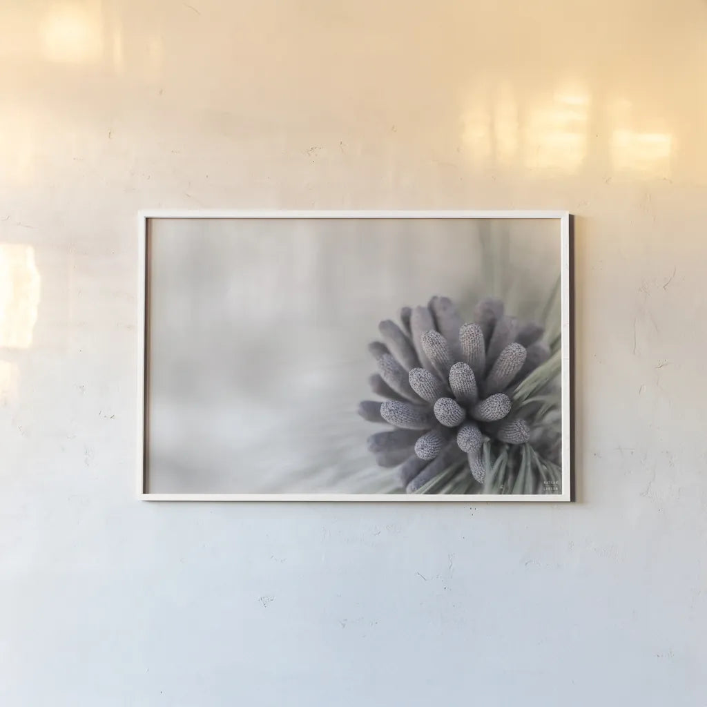 Pine Cone Begins by Nathan Larson. shown as a paper print in a white frame. Available as a archival giclee rolled canvas, fine art paper, or poster print. SKU 97890i.