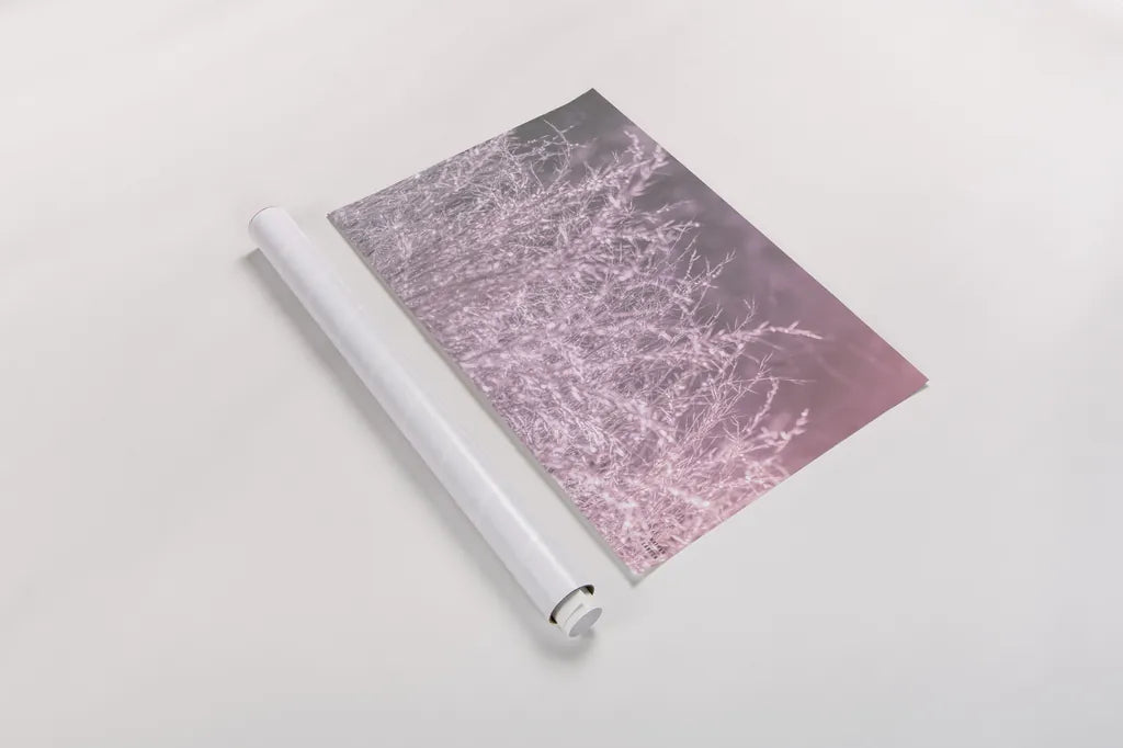 Pink Morning I by Nathan Larson. shown as a rolled paper print. Available as archival giclee rolled canvas, fine art paper, or poster print. SKU 98719i.