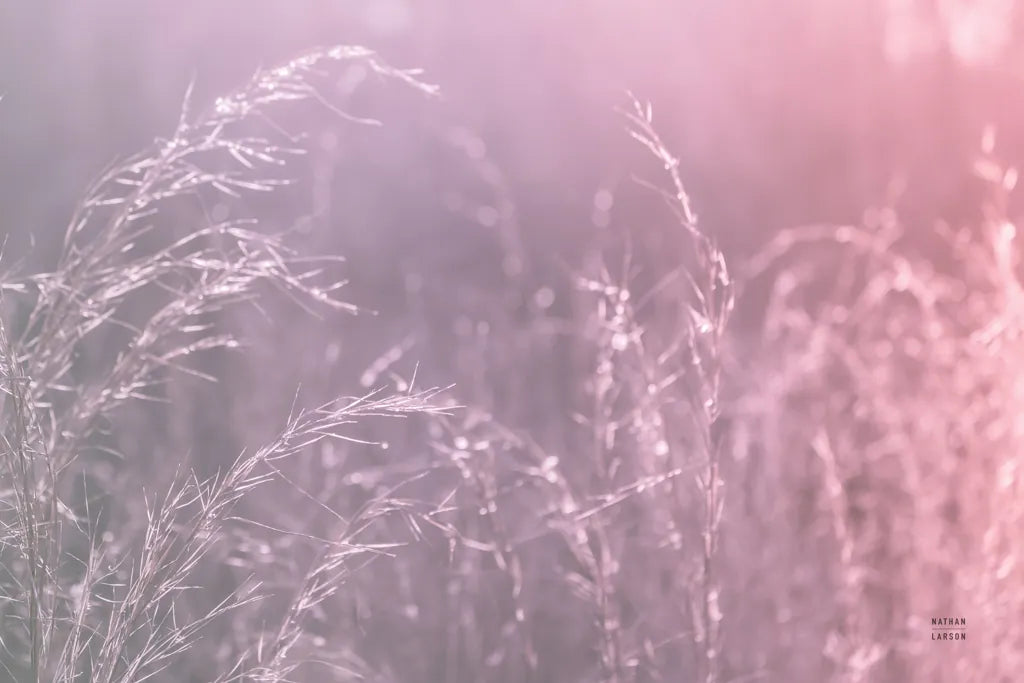 Pink Morning II by Nathan Larson. SKU 98720i. Archival Giclee Fine art print for wall decor.