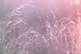 Pink Morning II by Nathan Larson. SKU 98720i. Archival Giclee Fine art print for wall decor.