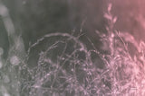 Pink Morning III by Nathan Larson. SKU 98721i. Archival Giclee Fine art print for wall decor.