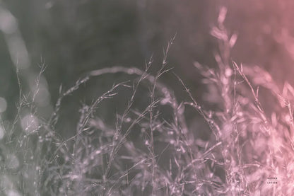 Pink Morning III by Nathan Larson. SKU 98721i. Archival Giclee Fine art print for wall decor.