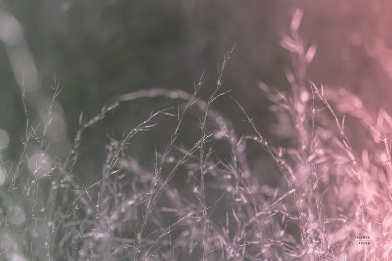 Pink Morning III by Nathan Larson. SKU 98721i. Archival Giclee Fine art print for wall decor.