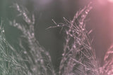 Pink Morning IV by Nathan Larson. SKU 98722i. Archival Giclee Fine art print for wall decor.