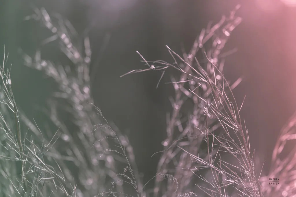 Pink Morning IV by Nathan Larson. SKU 98722i. Archival Giclee Fine art print for wall decor.