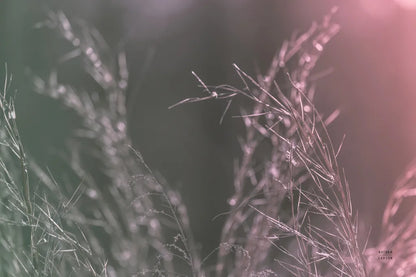 Pink Morning IV by Nathan Larson. SKU 98722i. Archival Giclee Fine art print for wall decor.