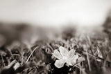 Prairie Nap by Nathan Larson. SKU 103386i. Archival Giclee Fine art print for wall decor.