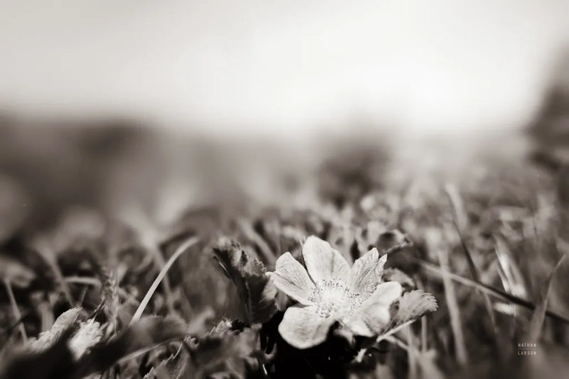 Prairie Nap by Nathan Larson. SKU 103386i. Archival Giclee Fine art print for wall decor.