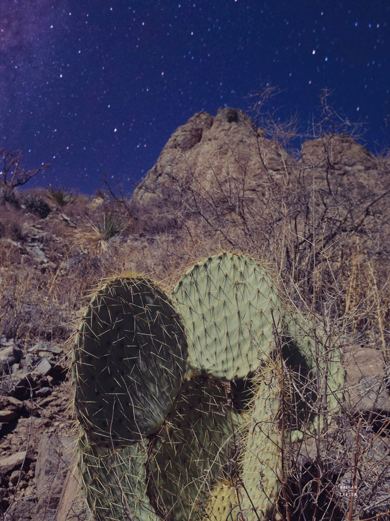 Prickly Stars by Nathan Larson