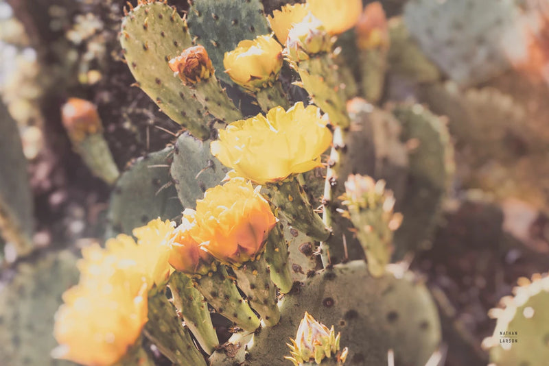 Prickly Summer by Nathan Larson
