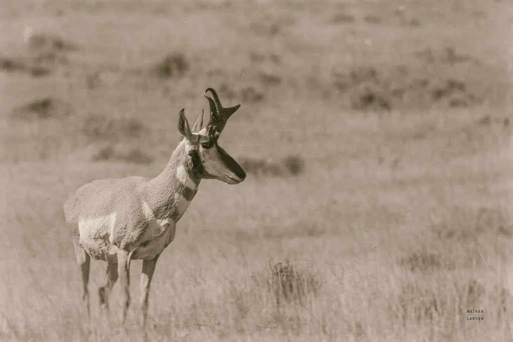 Pronghorn Summer by Nathan Larson. SKU 100764i. Archival Giclee Fine art print for wall decor.