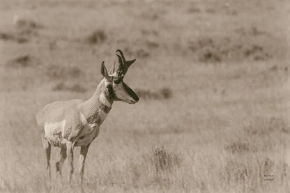 Pronghorn Summer by Nathan Larson. SKU 100764i. Archival Giclee Fine art print for wall decor.