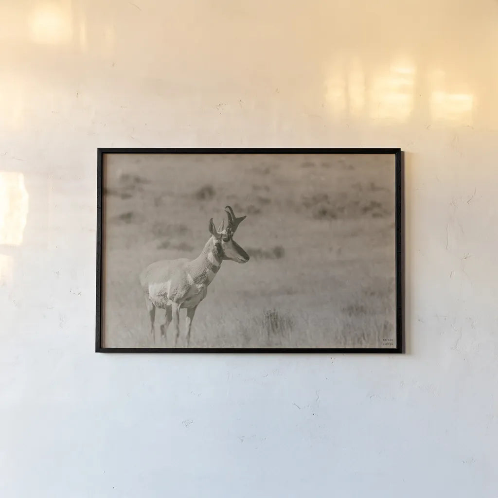 Pronghorn Summer by Nathan Larson. shown as a paper print in a black flame. Available as a archival giclee rolled canvas, fine art paper, or poster print. SKU 100764i.