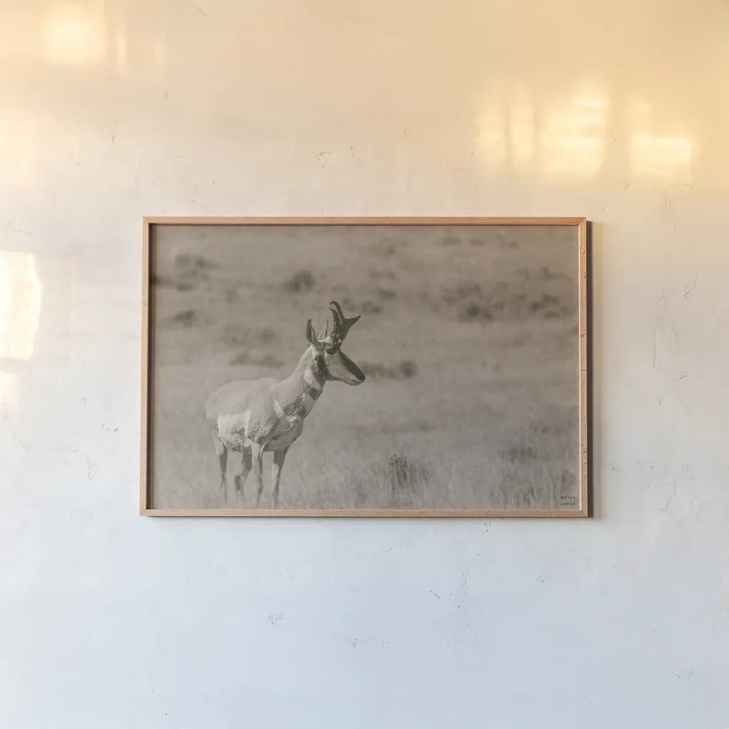 Pronghorn Summer by Nathan Larson. shown as a paper print in a natural frame. Available as a archival giclee rolled canvas, fine art paper, or poster print. SKU 100764i.