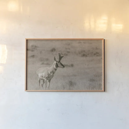 Pronghorn Summer by Nathan Larson. shown as a paper print in a natural frame. Available as a archival giclee rolled canvas, fine art paper, or poster print. SKU 100764i.