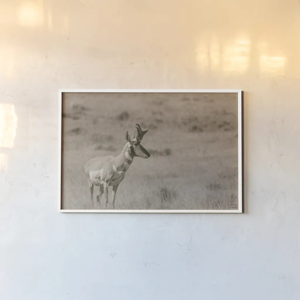 Pronghorn Summer by Nathan Larson. shown as a paper print in a white frame. Available as a archival giclee rolled canvas, fine art paper, or poster print. SKU 100764i.