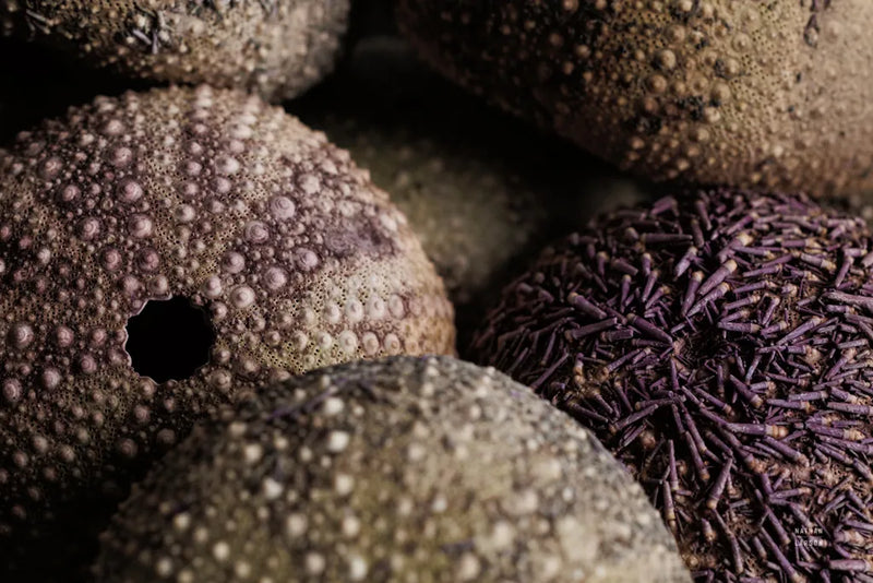 Purple Sea Urchins by Nathan Larson. SKU 96957i. Archival Giclee Fine art print for wall decor.