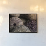 Purple Sea Urchins by Nathan Larson. shown as a paper print in a black flame. Available as a archival giclee rolled canvas, fine art paper, or poster print. SKU 96957i.