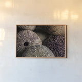 Purple Sea Urchins by Nathan Larson. shown as a paper print in a natural frame. Available as a archival giclee rolled canvas, fine art paper, or poster print. SKU 96957i.
