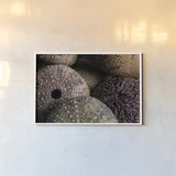 Purple Sea Urchins by Nathan Larson. shown as a paper print in a white frame. Available as a archival giclee rolled canvas, fine art paper, or poster print. SKU 96957i.