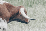 Raining Bull by Nathan Larson. SKU 99207i. Archival Giclee Fine art print for wall decor.