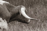 Raining Bull BW by Nathan Larson. SKU 99206i. Archival Giclee Fine art print for wall decor.