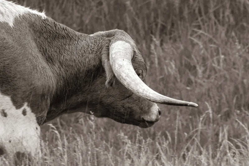 Raining Bull BW by Nathan Larson. SKU 99206i. Archival Giclee Fine art print for wall decor.