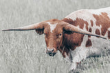 Rainy Pasture I by Nathan Larson. SKU 99213i. Archival Giclee Fine art print for wall decor.