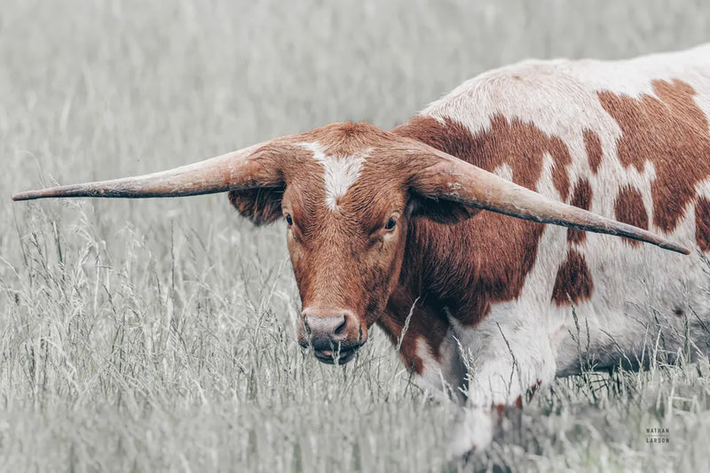 Rainy Pasture I by Nathan Larson. SKU 99213i. Archival Giclee Fine art print for wall decor.