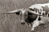 Rainy Pasture I BW by Nathan Larson. SKU 99212i. Archival Giclee Fine art print for wall decor.