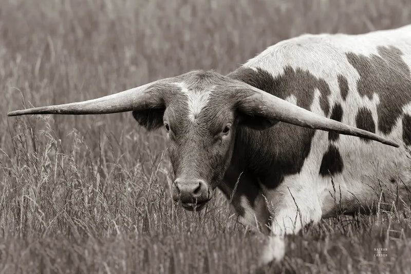 Rainy Pasture I BW by Nathan Larson. SKU 99212i. Archival Giclee Fine art print for wall decor.