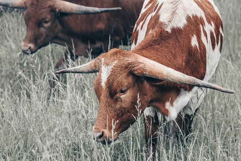 Rainy Pasture III by Nathan Larson. SKU 99209i. Archival Giclee Fine art print for wall decor.