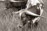Rainy Pasture III BW by Nathan Larson. SKU 99208i. Archival Giclee Fine art print for wall decor.