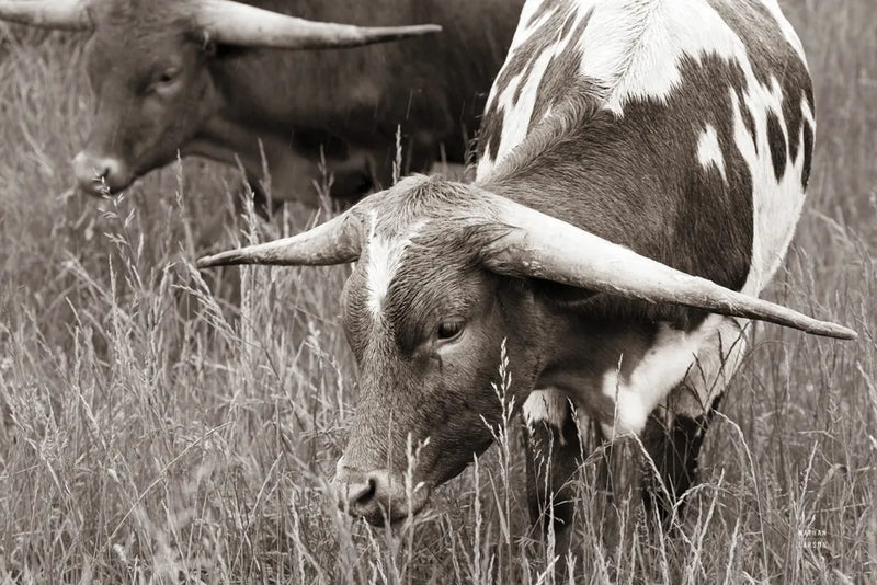 Rainy Pasture III BW by Nathan Larson. SKU 99208i. Archival Giclee Fine art print for wall decor.
