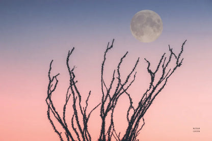 Reaching Up Moon by Nathan Larson. SKU 76442i. Archival Giclee Fine art print for wall decor.