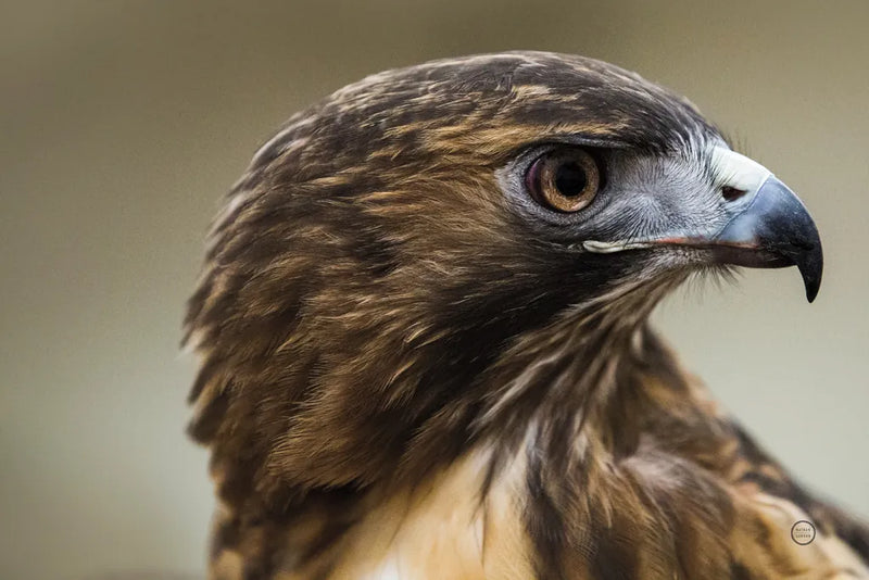 Red Tailed Hawk Profile by Nathan Larson. SKU 71174i. Archival Giclee Fine art print for wall decor.