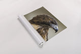 Red Tailed Hawk Profile by Nathan Larson. shown as a rolled paper print. Available as archival giclee rolled canvas, fine art paper, or poster print. SKU 71174i.