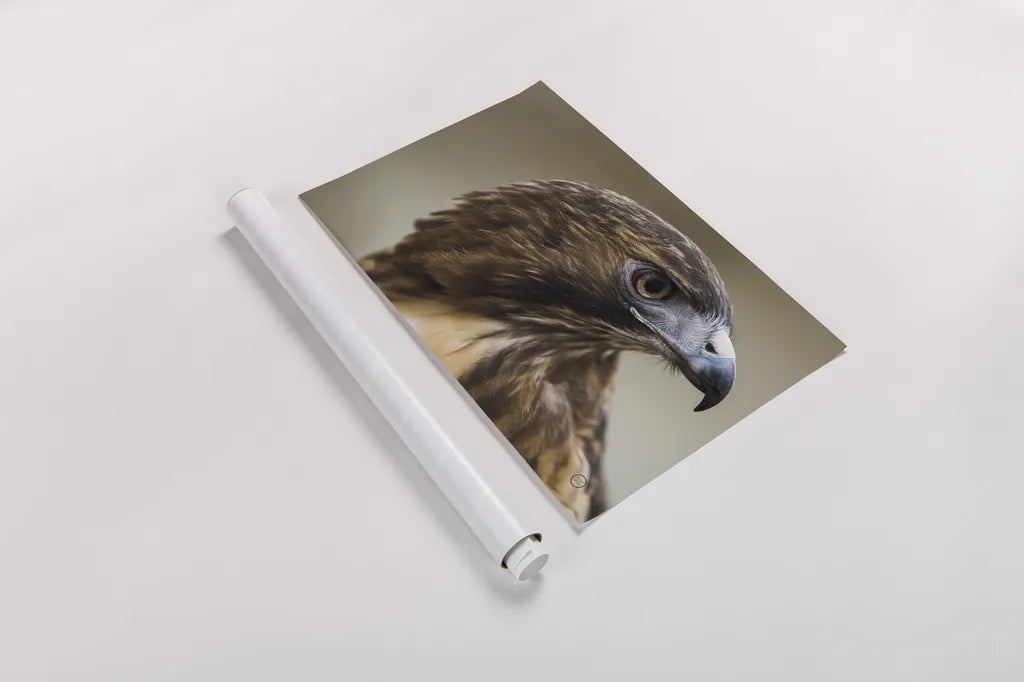 Red Tailed Hawk Profile by Nathan Larson. shown as a rolled paper print. Available as archival giclee rolled canvas, fine art paper, or poster print. SKU 71174i.