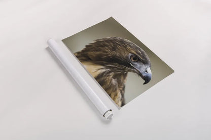 Red Tailed Hawk Profile by Nathan Larson. shown as a rolled paper print. Available as archival giclee rolled canvas, fine art paper, or poster print. SKU 71174i.