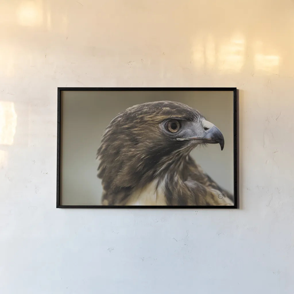 Red Tailed Hawk Profile by Nathan Larson. shown as a paper print in a black flame. Available as a archival giclee rolled canvas, fine art paper, or poster print. SKU 71174i.