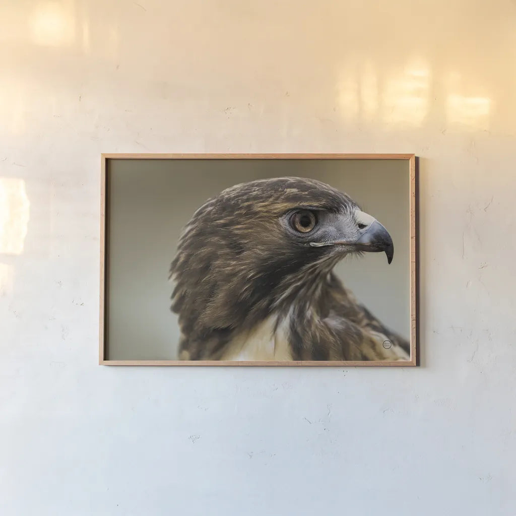 Red Tailed Hawk Profile by Nathan Larson. shown as a paper print in a natural frame. Available as a archival giclee rolled canvas, fine art paper, or poster print. SKU 71174i.