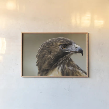 Red Tailed Hawk Profile by Nathan Larson. shown as a paper print in a natural frame. Available as a archival giclee rolled canvas, fine art paper, or poster print. SKU 71174i.