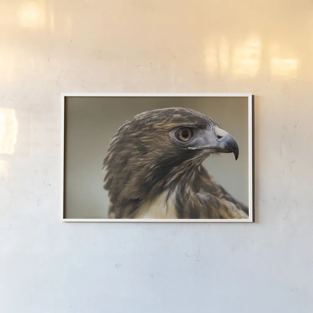 Red Tailed Hawk Profile by Nathan Larson. shown as a paper print in a white frame. Available as a archival giclee rolled canvas, fine art paper, or poster print. SKU 71174i.